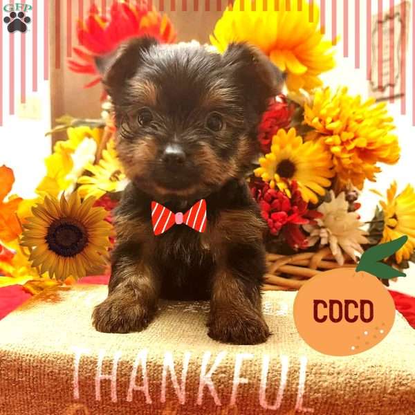 Coco, Yorkie Puppy